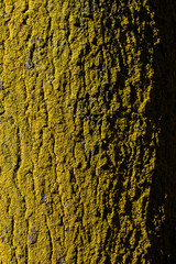 Yellow lichen on dark bark. Moss texture.