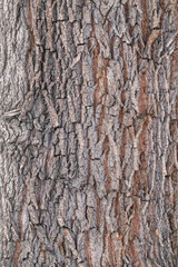 The texture of the bark of an old willow