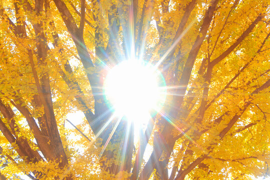 イチョウの紅葉と木もれ日, 日本,長野県,上田市