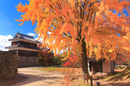上田城の西櫓とイチョウの紅葉, 日本,長野県,上田市