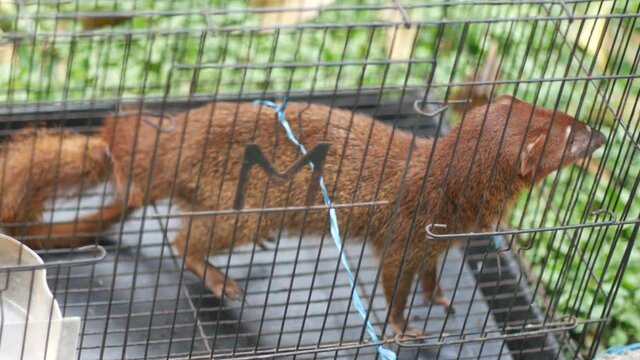 Garangan jawa or Small Indian mongoose in cage.