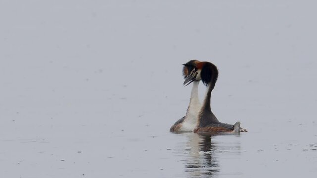 The male of a pair of Great Crested Grebes, Podiceps cristatus, flies off to scare away a rival as the pair perform their courtship dance on a calm and tranquil lake. Lake Kerkini, Greece.Tight shot.