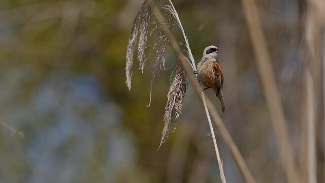 Penduline tit, remiz pendulinus, perched on the stalk of a tall reed preens his feathers before flying off. Lake Kerkini wetland, Greece.
