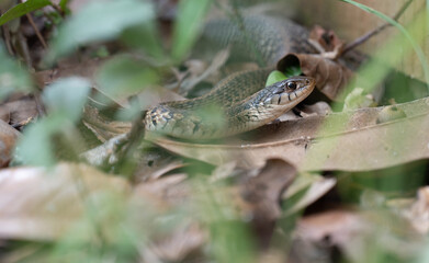 Snake in the Grass