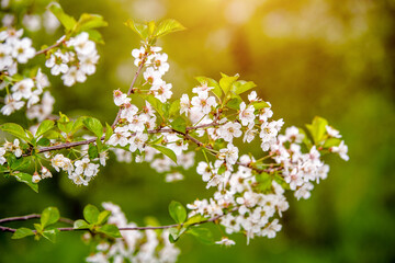Cherry blossom branch in the garden in spring
