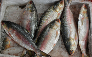 Pile of Fresh Ilish Fish or Hilsa Fish.