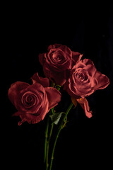  Roses burgundy on a black background. Blur and selective focus. Low key photo. 