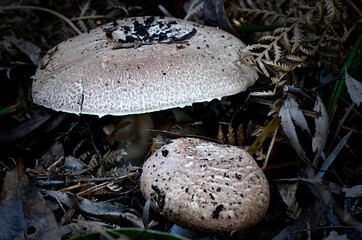 Fungi in the Wonthaggi Wetlands Condservation Park in Autumn, mushroom which may also be a toadstool