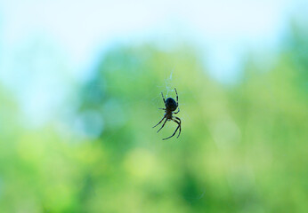 spider and web in front of green background