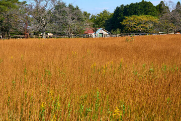 草紅葉と厩舎　秋元牧場