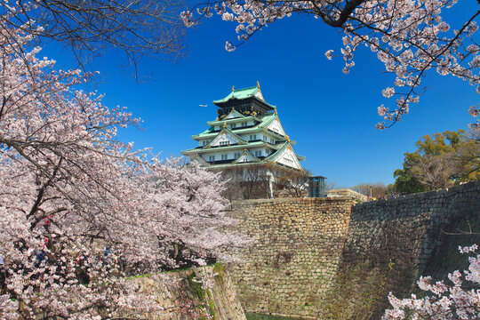 桜咲く大阪城, 日本,大阪府,大阪市