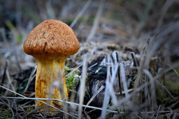 Fungi in the Wonthaggi Wetlands Condservation Park in Autumn, mushroom which may also be a toadstool