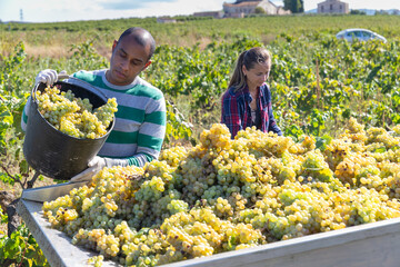 Experienced male worker harvesting fresh grapes at vineyard
