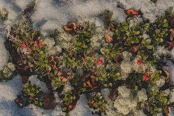 Bushes with berries Northern Lamberry among mosses in the frame of the first snow. Characteristic...