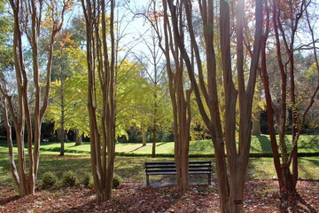 autumn in the park