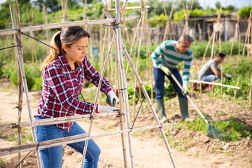 Skillful young Hispanic woman making bamboo support trellises system in her vegetable garden on sunny spring day