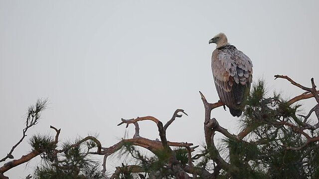 A mature Griffon Vulture, Gyps fulvus, perched on the bare top branches of an old pine tree surveys the land below. Dadia forest, Greece.