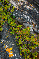 Abstract studies of rocks and fynbos vegetation along the Cliff Path in Hermanus, Whale Coast,  Overberg, Western Cape, South Africa.