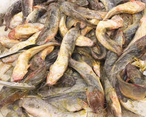 Fototapeta premium dried fish on the market