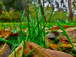 Obraz premium Grassy Park in the Fall