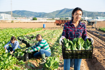 Portrait of farmer woman with chard crop box at farm field