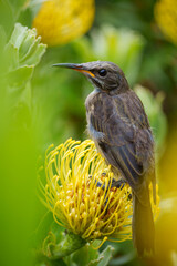 Cape Sugarbird (Promerops cafer) with pollen on its forehead on Leucospermum flower. Cliff Path,...