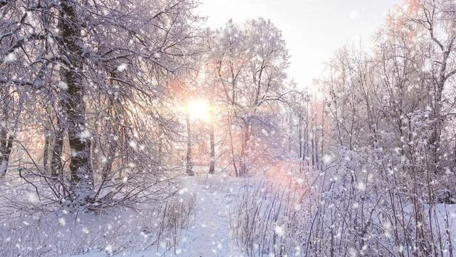Beautiful winter landscape at sunrise. Snow-covered trees. Christmas morning with falling snow.
