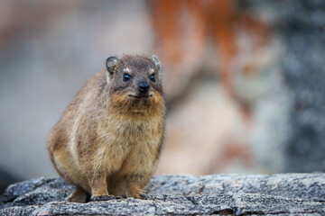 Rock hyrax or Dassie (Procavia capensis). Hermanus. Whale Coast. Overberg. Western Cape. South Africa