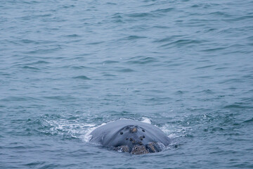 Fototapeta premium Southern right whale (Eubalaena australis). Hermanus. Whale Coast. Overberg. Western Cape. South Africa