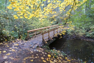 Autumn Leafs Foliage Forest Colors and Wood Bridge on a Hiking Path in Thetis Lake Regional Park...