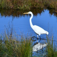 A great egret, a beautiful white wading bird at Ayr Creek Lagoon, Anderson Inlet, Inverloch on the Bass Coast, South Gippsland, Victoria, Australia