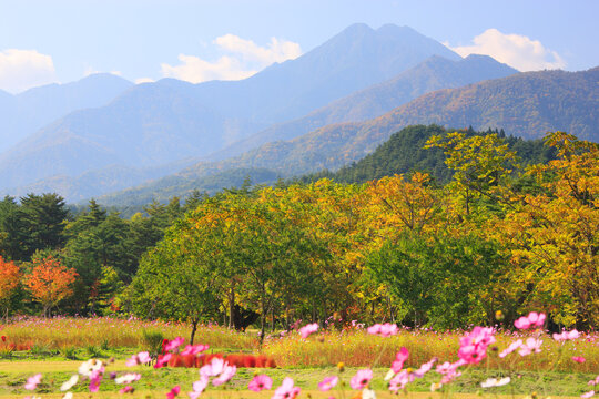 コスモス Images Browse 55 601 Stock Photos Vectors And Video Adobe Stock コスモス Images Browse 55 601 Stock Photos Vectors And Video Adobe Stock