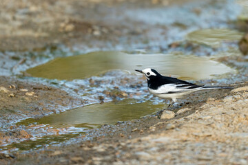 Obraz na płótnie Canvas A white wagtail drinking water out of a water puddle.