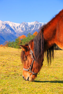 木曽馬と御岳, 開田村,長野県