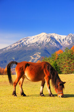 木曽馬と御岳, 開田村,長野県