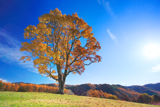 紅葉の木立, 開田村,長野県