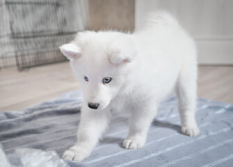yakutian laika puppy playing with plastic bag indoors. white fluffy puppy with blue eyes. lovely pet friend. dog in the room.