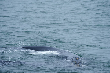 Fototapeta premium Southern right whale (Eubalaena australis). Hermanus. Whale Coast. Overberg. Western Cape. South Africa