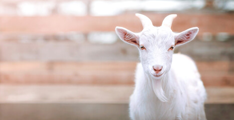 Obraz premium the goat is looking at the camera from the pen