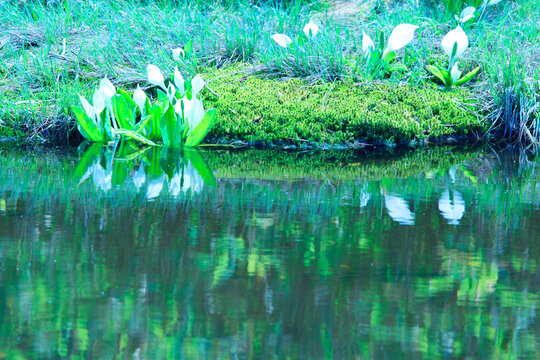 モウセン池に映るミズバショウ, 小谷村,長野県