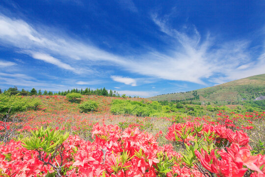 レンゲツツジ咲く車山高原, 茅野市,長野県