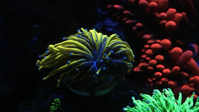 An Indonesian Gold Torch Coral (Euphyllia glabrescens) flowing in the current with Clownfish in an Anemone behind it.