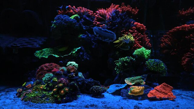 Saltwater Coral Reef Aquarium full of anemones, clown fish, large polyp stony coral, wrasse, invertebrates, zoanthids, and a blenny. 