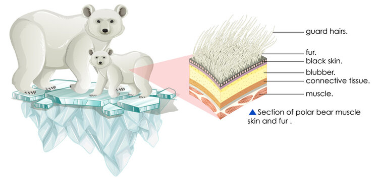 Section of polar bear muscle skin and fur