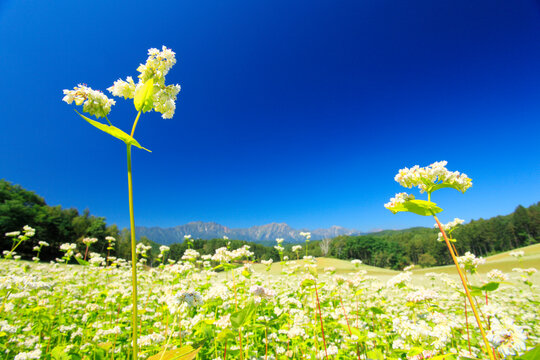 蕎麦 花 Images Browse 2 919 Stock Photos Vectors And Video Adobe Stock