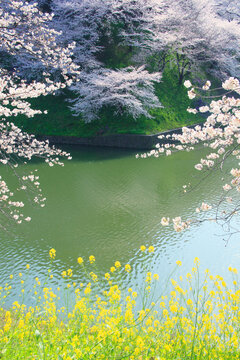ソメイヨシノと菜の花と千鳥が淵の濠の水面, 千代田区,東京都