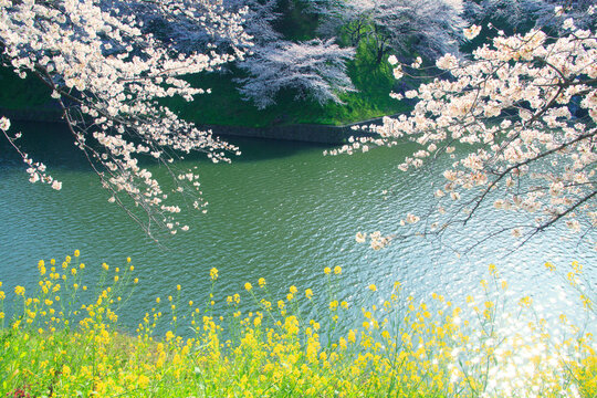 ソメイヨシノと菜の花と千鳥が淵の濠の水面, 千代田区,東京都