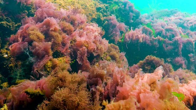 Black Sea algae. Red and green algae (Porphira leucosticta, Enteromorpha, Ulva, Ceramium, Polisiphonia, Cladophora) on rocks in the Black Sea
