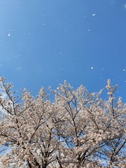 바람에 날리는 벚꽃