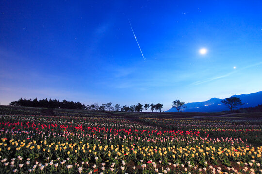 薄暮の月とチューリップ畑と木立と流星と那須岳, 那須町,那須郡,栃木県